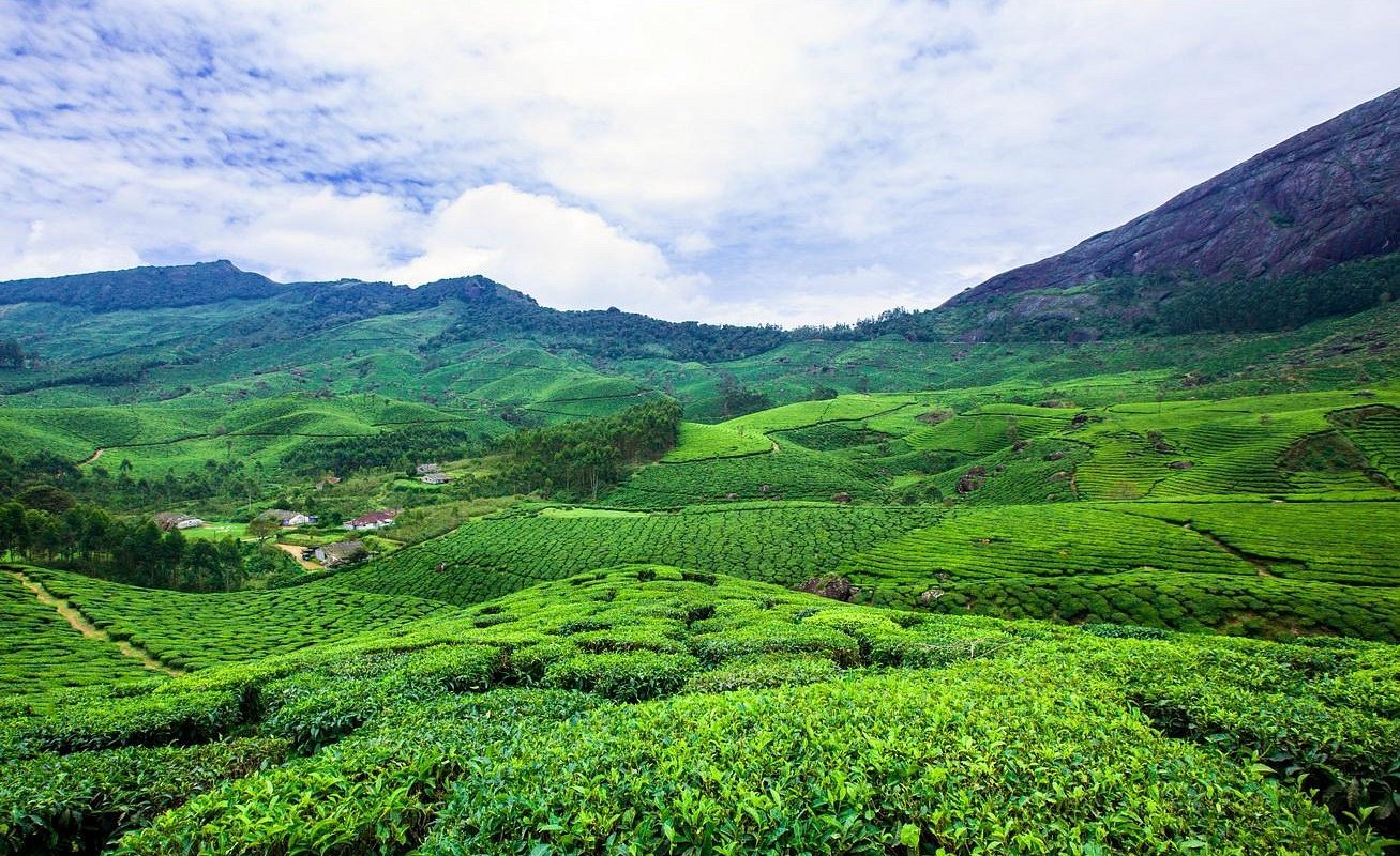 6 Days 5 Night Kerala Package - Tea Garden Munnar image