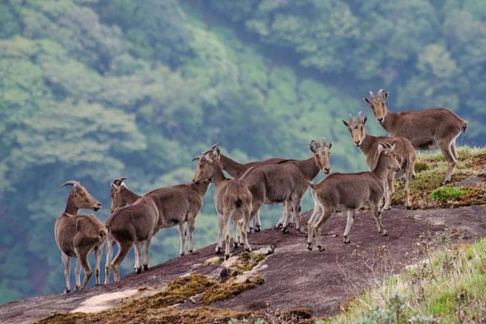 5 Days 4 Nights Kerala Package - park image