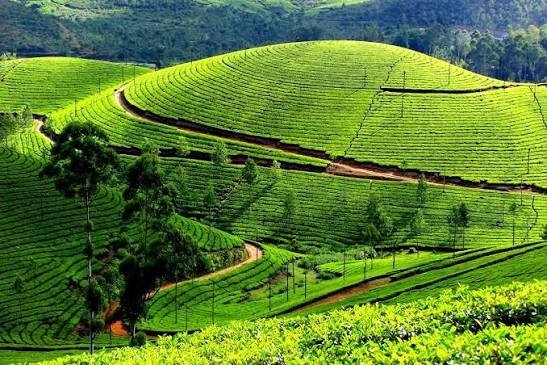 7 Days 6 Nights Kerala Package - munnarteagarden image