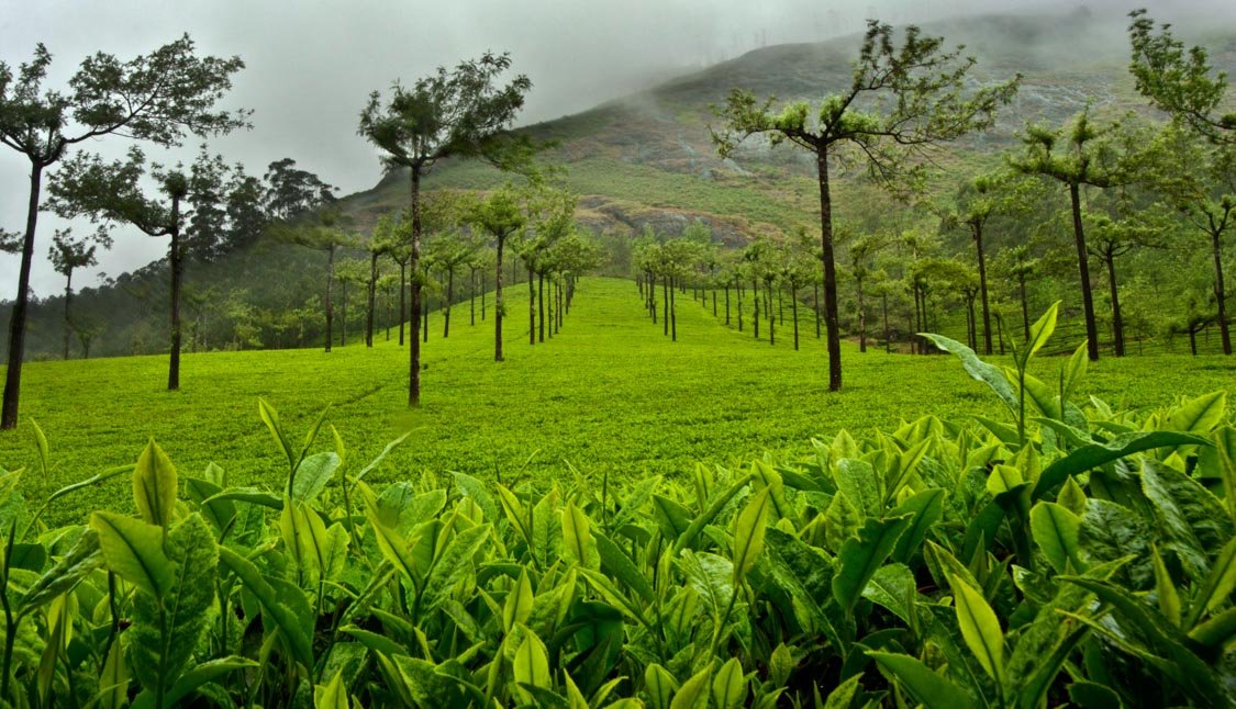 8 Days 7 Nights Kerala Package - Day 03: Munnar – Thekkady itinerary image