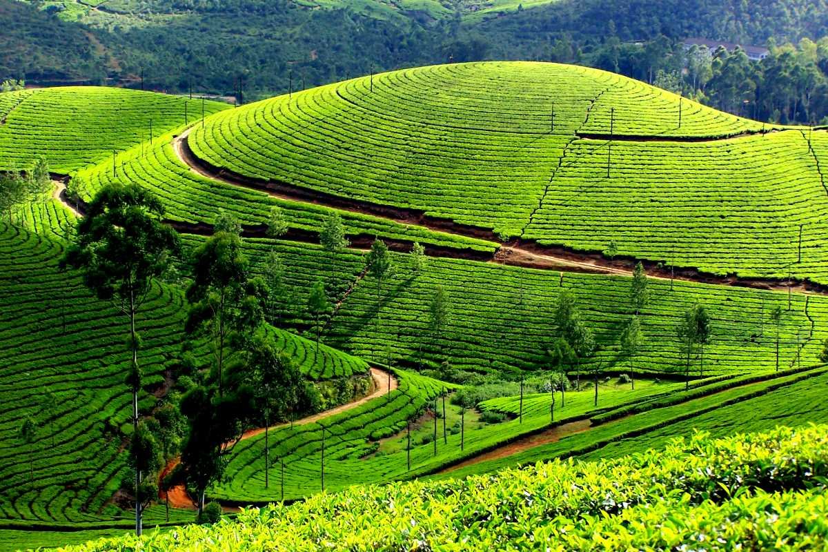 6 Days 5 Night Kerala Package - Day 01: Arrival at Cochin – Transfer to Munnar itinerary image