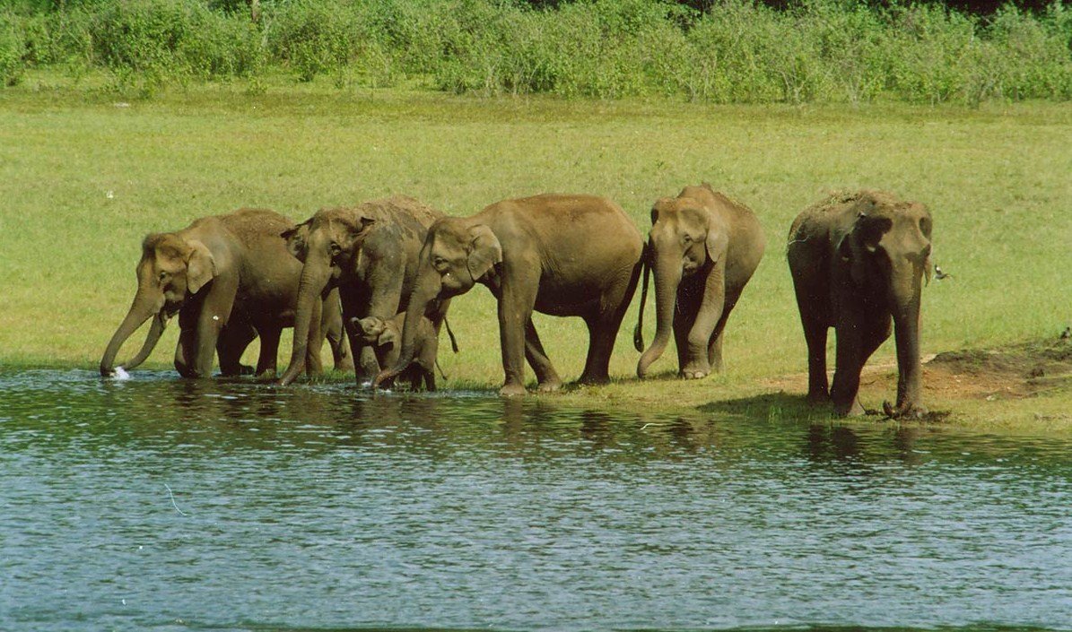 5 Days 4 Nights Kerala Package - Day 04: Alleppey – Thekkady itinerary image