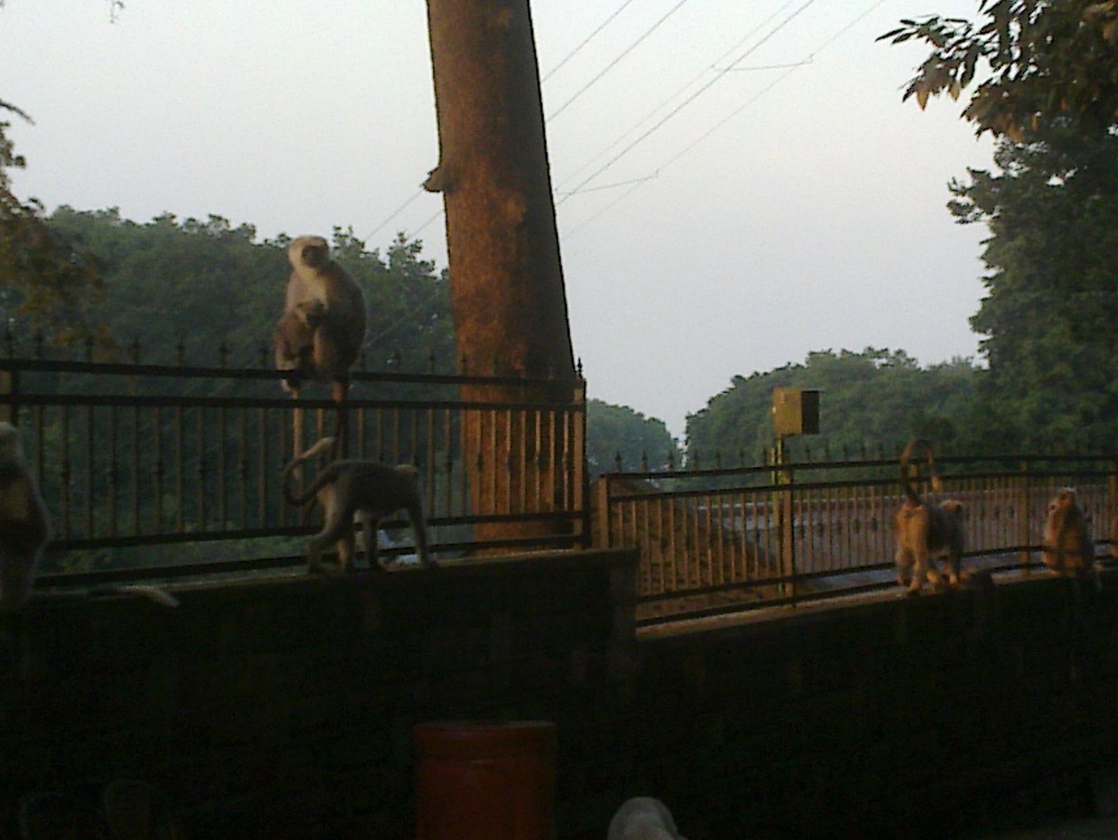 Monkey Point