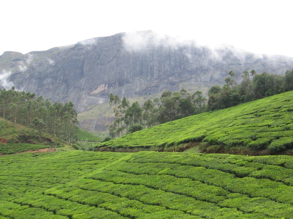 Tea Garden Munnar sightseeing image