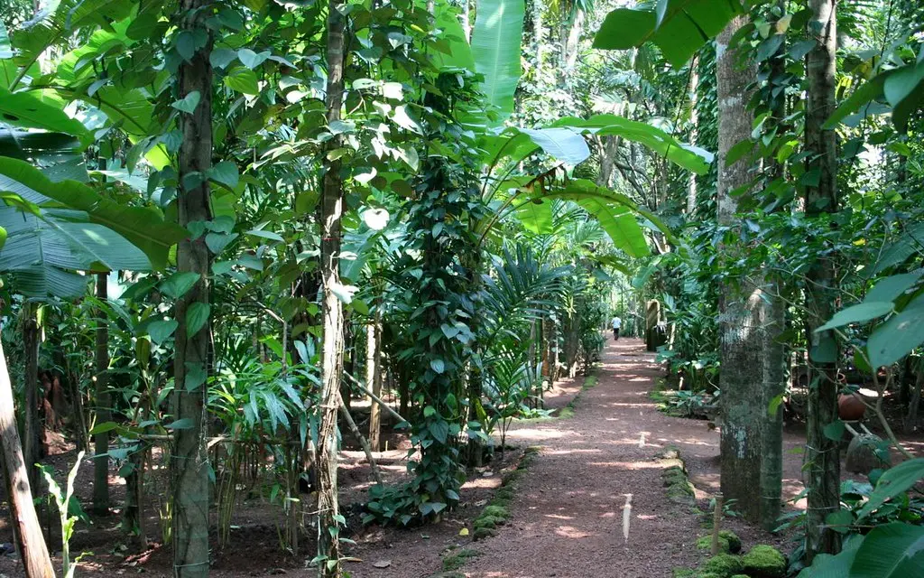 Plantation Tour Thekaddy sightseeing image