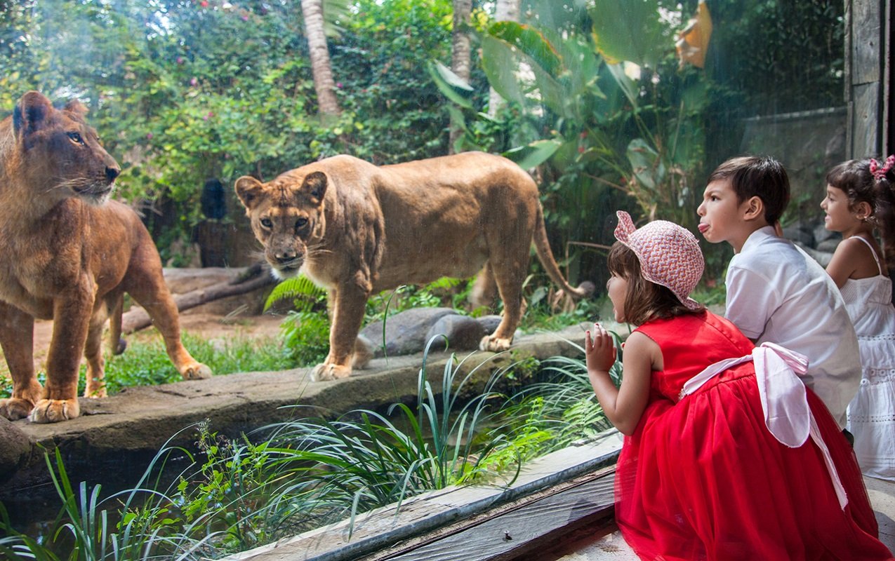 Bali Zoo sightseeing image